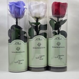 Real preserved rose keepsake displayed in a clear plastic cylinder, available in purple, red, or white.